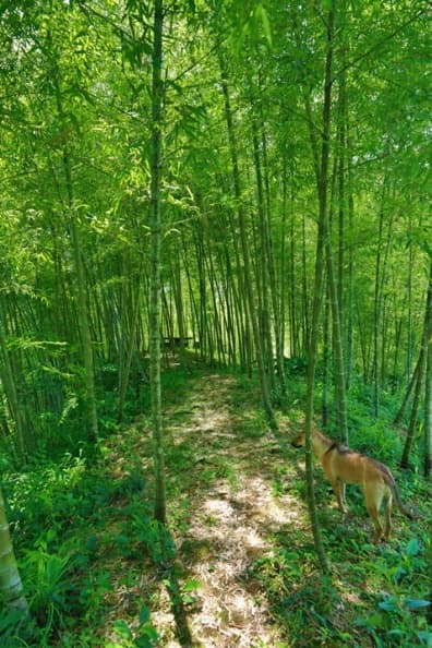 藥師吉米帶路體驗，住進山林古厝找美好記憶！