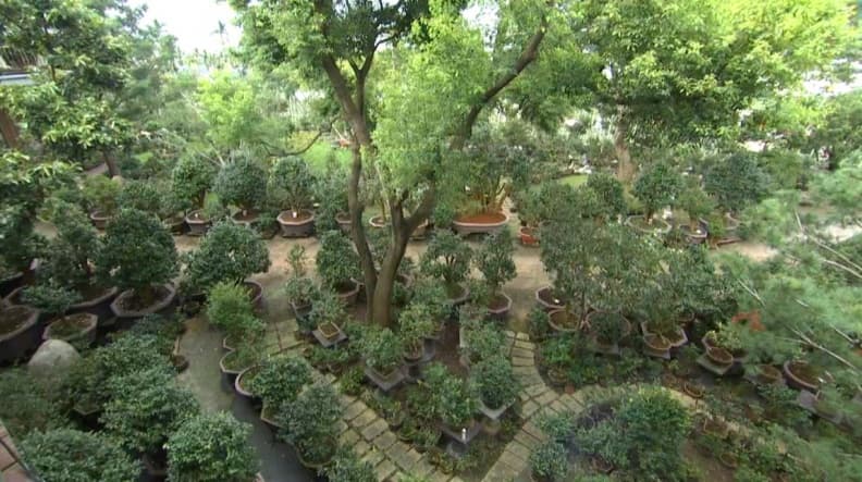 明月居茶花山莊2.JPG