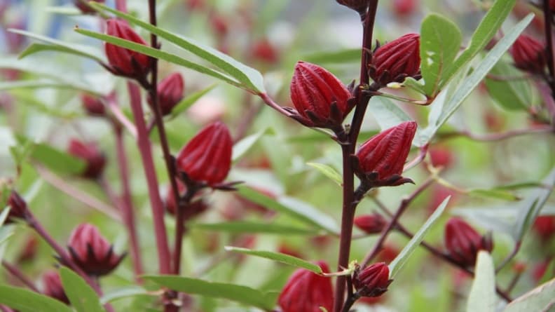 紅花美人駕到!金峰洛神花季熱鬧登場