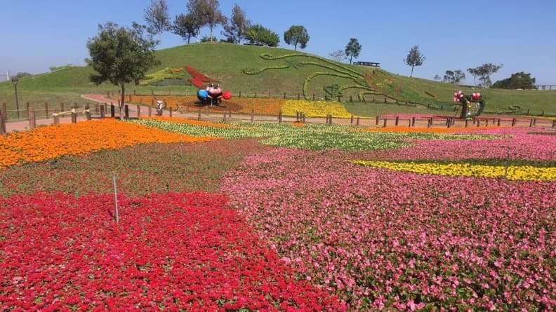 周末到「花毯節」踩點!22公頃、超過10萬株花草爭艷