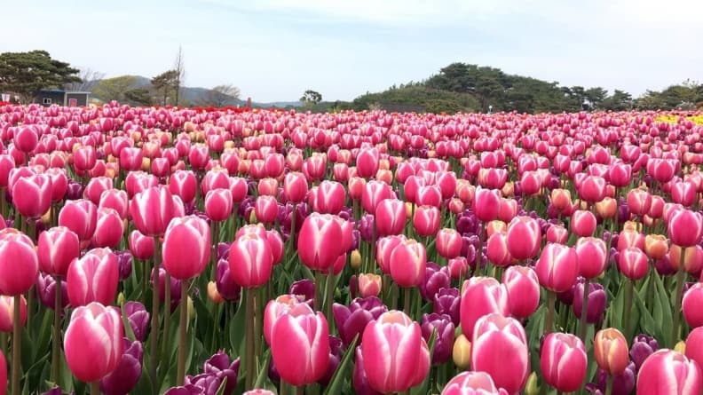 色彩滿到塞不下了！絕美「鬱金香花海慶典」好想立馬衝去