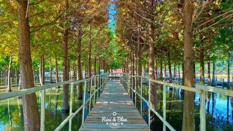 場景都set好了!台中落羽松祕境 「水中木棧道」還可餵魚