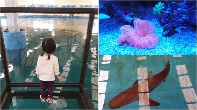 透明觀景台看「鯊魚池」！宜蘭版海生館免門票　還有鯊魚餵食體驗