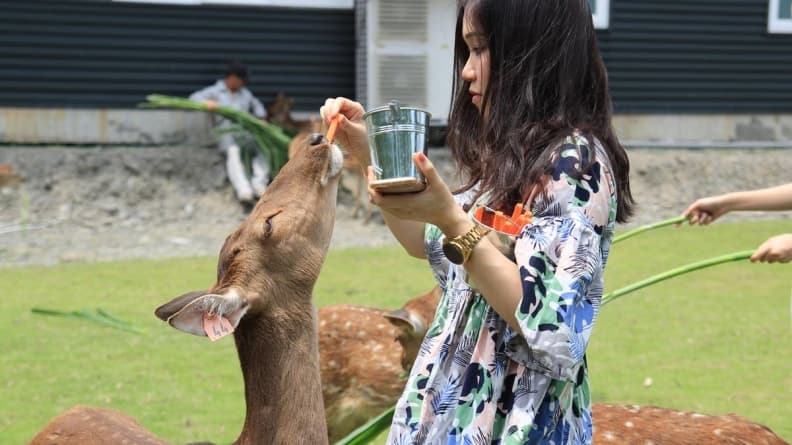 5月請準備好!台版小奈良「斑比山丘」未開幕先爆紅,25隻梅花鹿等你餵食
