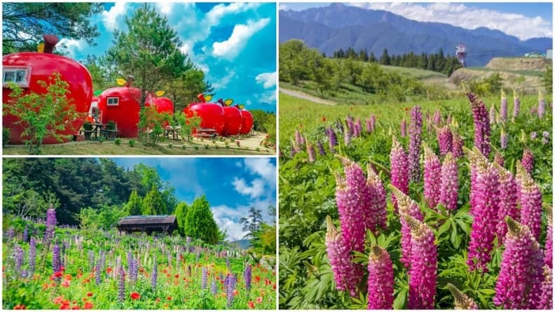 超萌小旅行！粉紫冰棒「魯冰花」站好等你，一起住「蘋果屋」露營賞星空