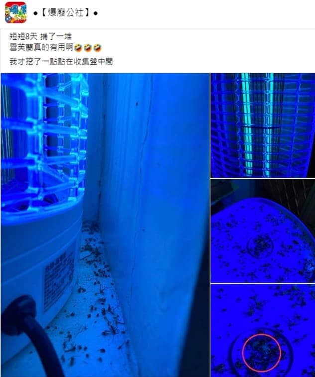 捕蚊神器!網友實測捕蚊燈加1物成效驚人,專家加碼曝最佳擺放位置 捕蚊神器!網友實測捕蚊燈加1物成效驚人,專家加碼曝最佳擺放位置