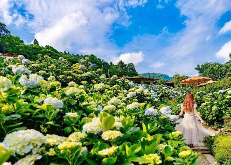 好拍到手痠！IG必追６大「繡球花夯點」：占地8000坪、萬株花海限時免費拍