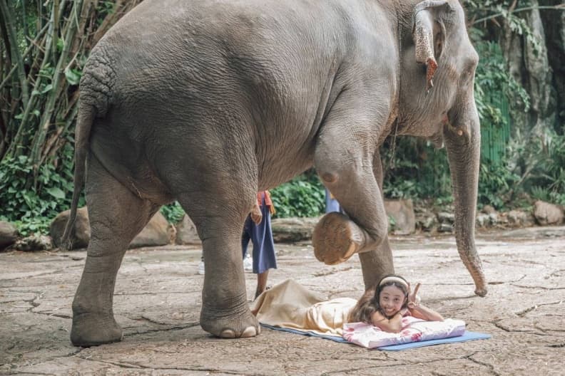 亞洲最大野生動物園!被稱為「動物界迪士尼」,必體驗「餵小老虎喝奶」萌爆 亞洲最大野生動物園!被稱為「動物界迪士尼」,必體驗「餵小老虎喝奶」萌爆