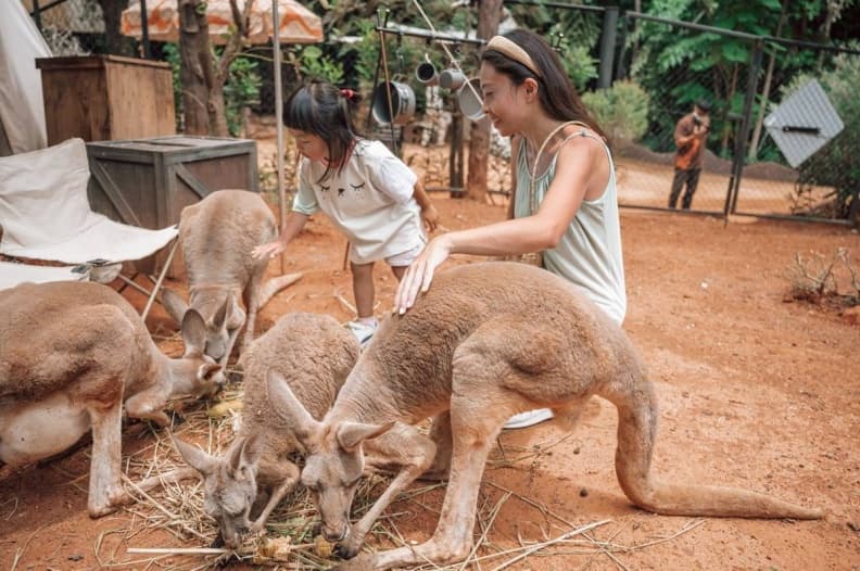 亞洲最大野生動物園!被稱為「動物界迪士尼」,必體驗「餵小老虎喝奶」萌爆 亞洲最大野生動物園!被稱為「動物界迪士尼」,必體驗「餵小老虎喝奶」萌爆