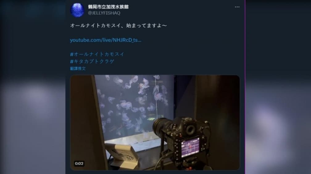 荷包蛋掉進水裡？超萌「荷包蛋水母」暴紅，水族館每週幫牠開直播