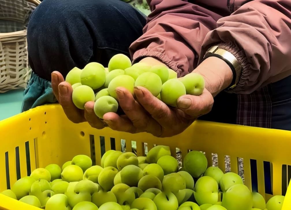 ４度獲食品界米其林獎！台灣之光梅酒廠推新口味，飄草莓酸甜香（文末抽獎）