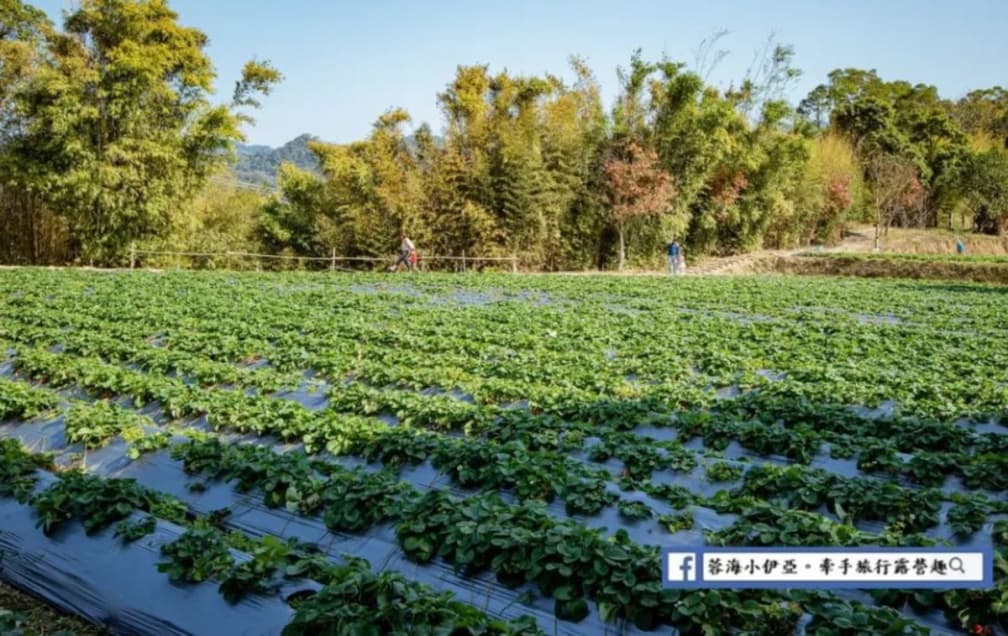 春田窯可採草莓。（圖片來源：蓉蓉牽手ㄩˇ你環遊世界）