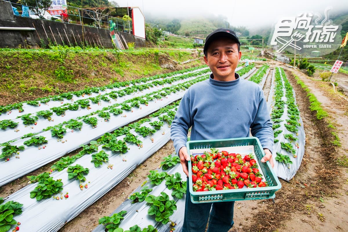 採草莓小旅行全台19熱點：稀有白草莓、3倍大巨無霸草莓、順遊落羽松祕境