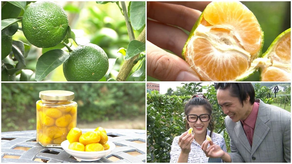 超甜橘子自己採  還可以DIY金棗蜜餞 