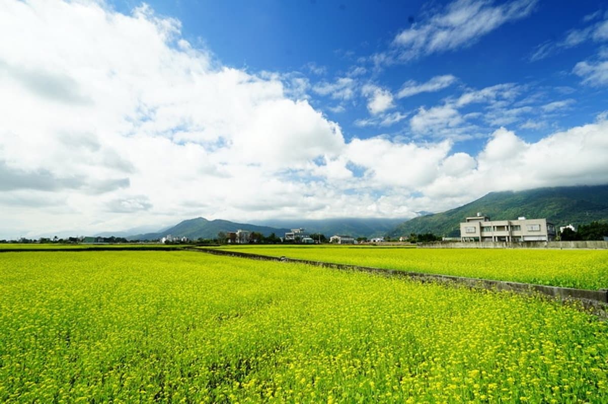 周休二日衝這裡！油菜花海盛況直擊 