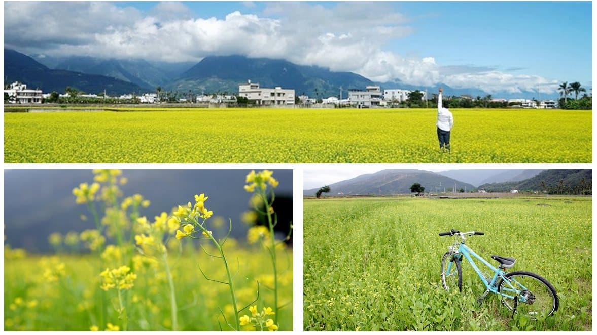 周休二日衝這裡！油菜花海盛況直擊 