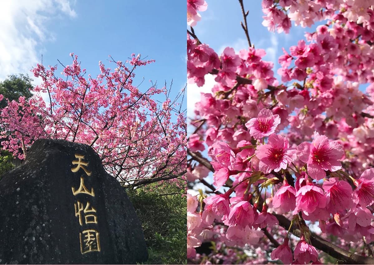 最美粉爆花海！淡水天元宮三色櫻綻放