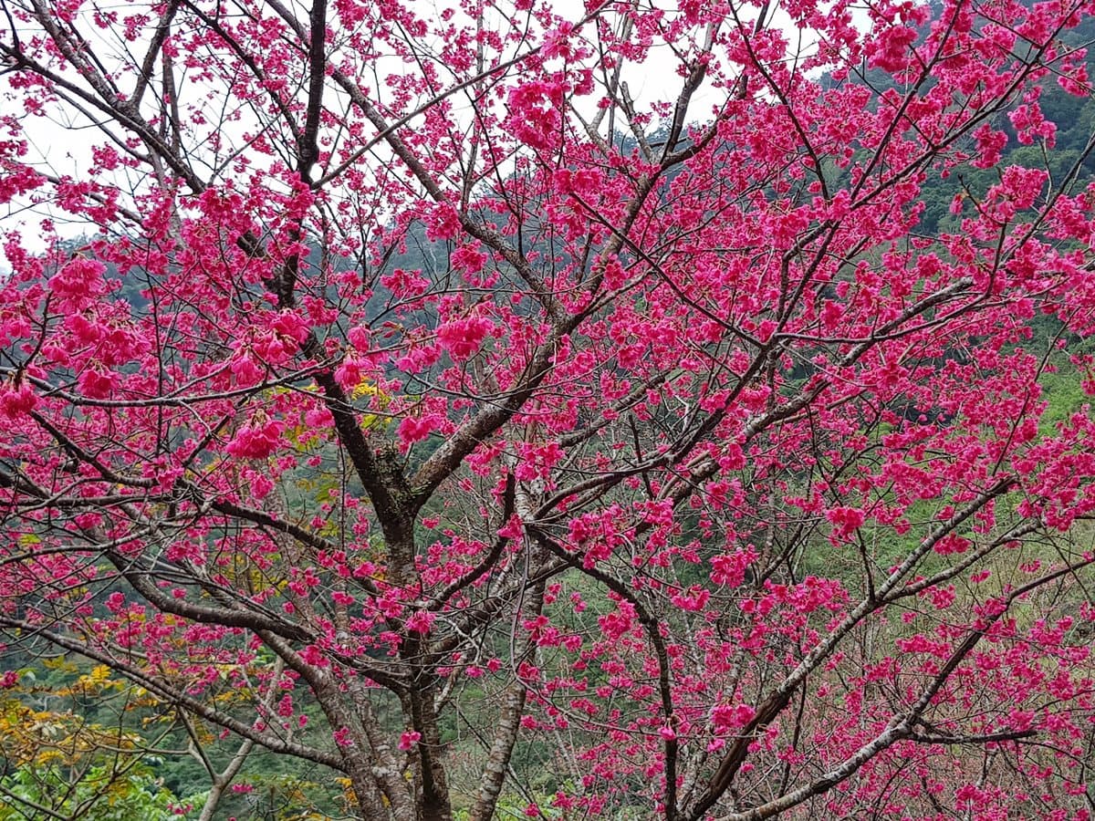 「櫻花王」駕到!桃紅山櫻花綻放快門按到手軟 「櫻花王」駕到!桃紅山櫻花綻放快門按到手軟