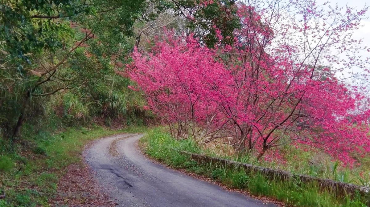「櫻花王」駕到!桃紅山櫻花綻放快門按到手軟 「櫻花王」駕到!桃紅山櫻花綻放快門按到手軟