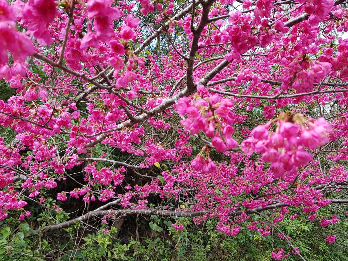 「櫻花王」駕到!桃紅山櫻花綻放快門按到手軟 「櫻花王」駕到!桃紅山櫻花綻放快門按到手軟