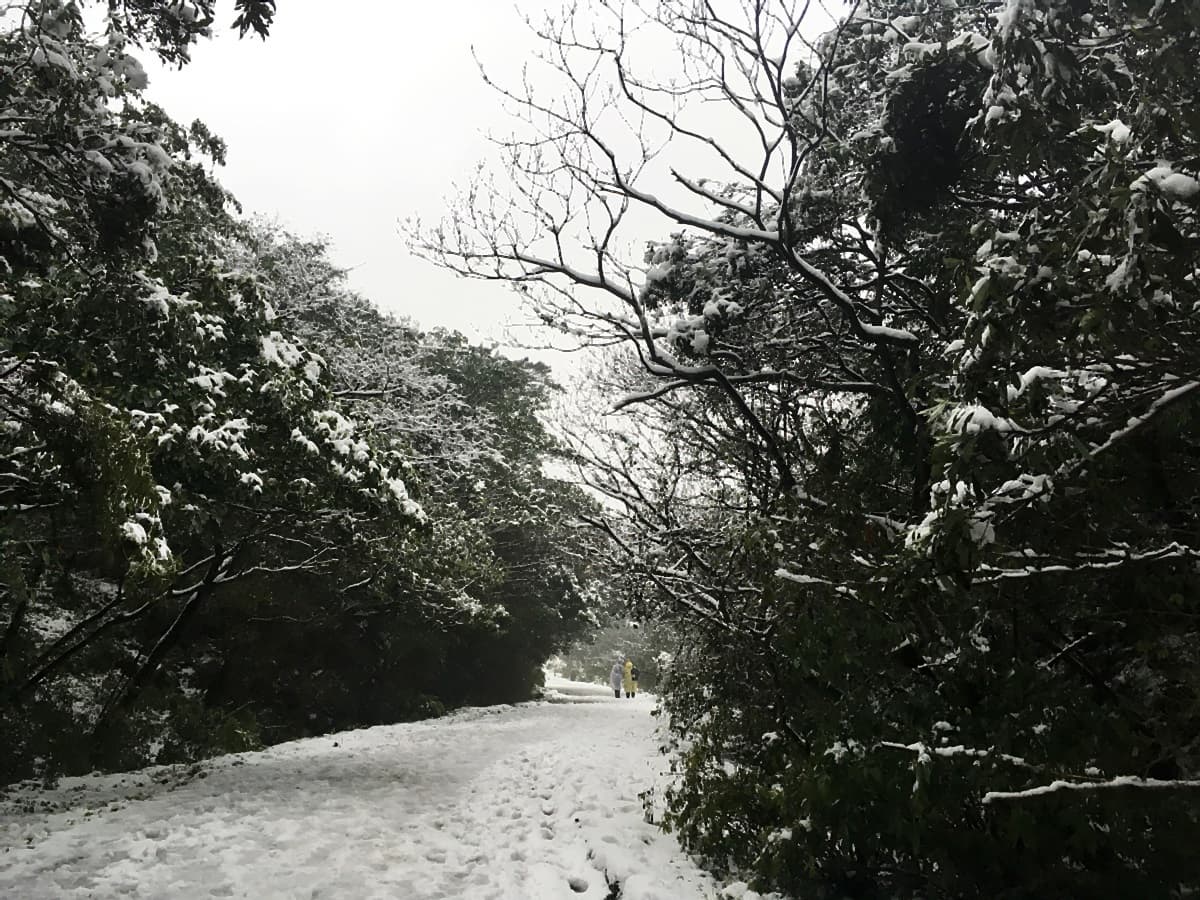 霸王級寒流！3處低海拔賞雪把握這幾天