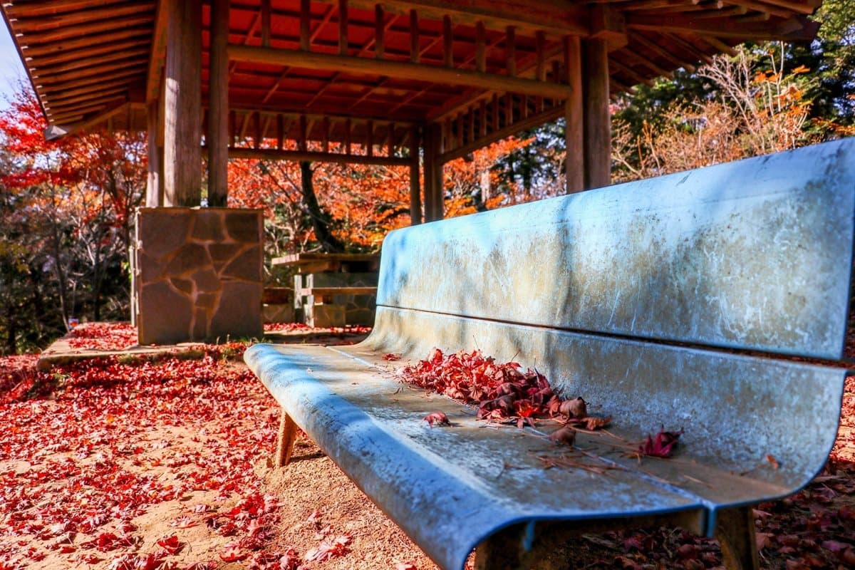 東京人都到這裡補充正能量！神社配楓紅太美了