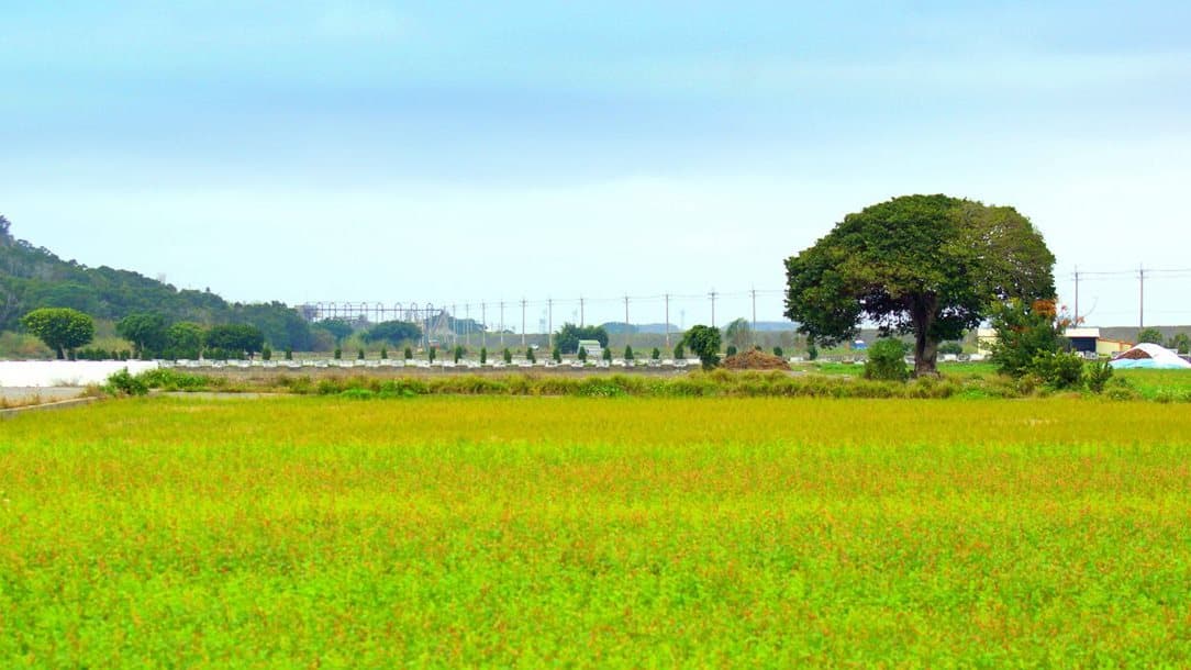 「金城武樹」又一棵？網紅最愛：黃金稻浪加強版