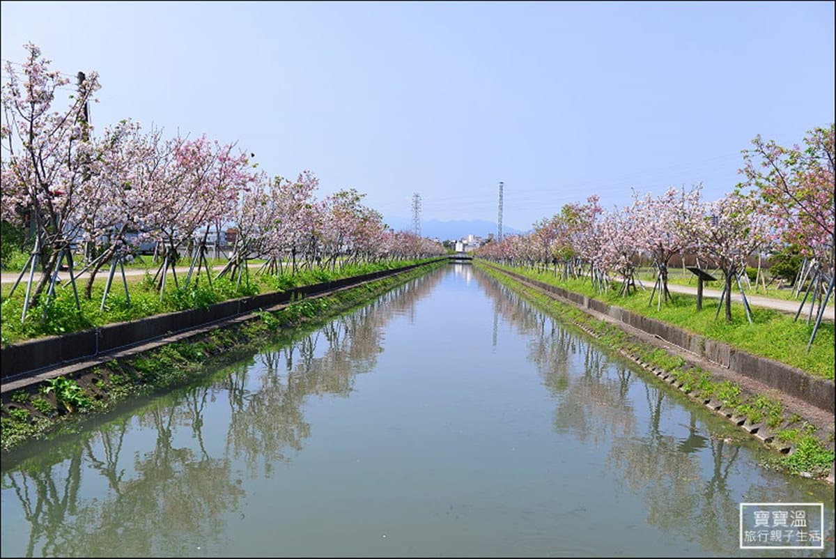 不用跋山涉水!市區驚見超粉嫩「千株櫻花大道」 不用跋山涉水!市區驚見超粉嫩「千株櫻花大道」