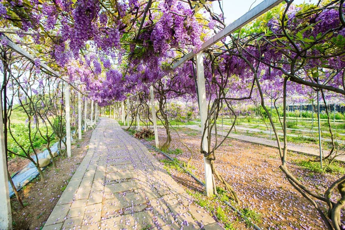浪漫賞花祕境！「紫藤花隧道」下周連假最美！