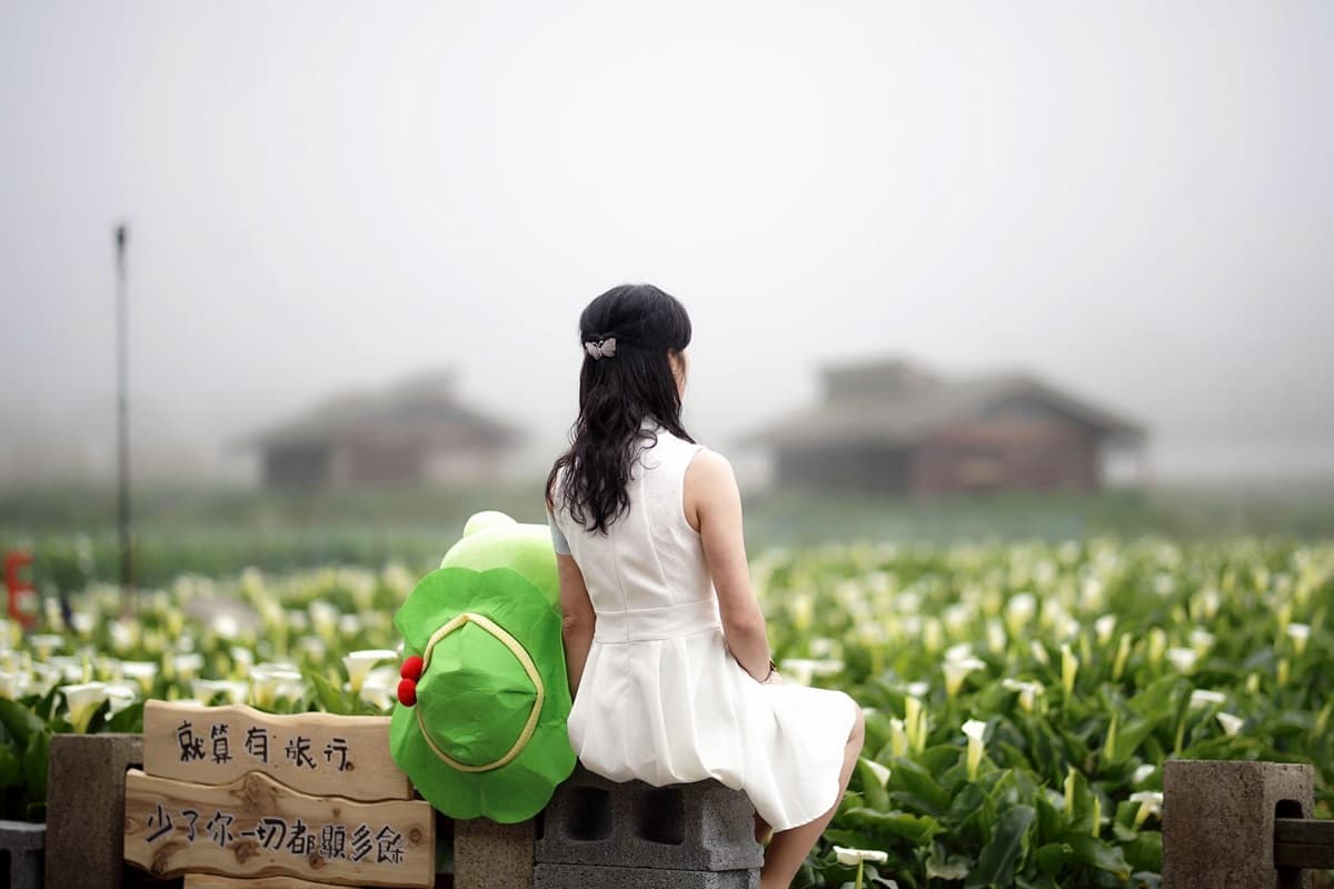 採海芋當網美！12個浪漫打卡熱點全公開