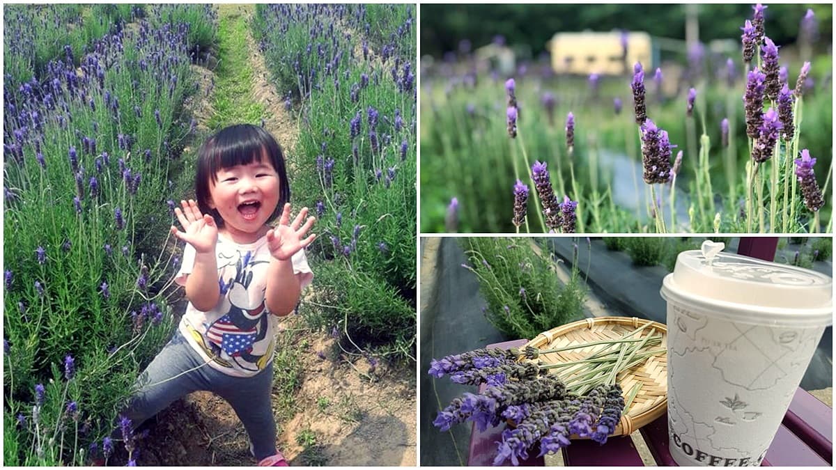 全台最大！2萬株「薰衣草花田」免費入園