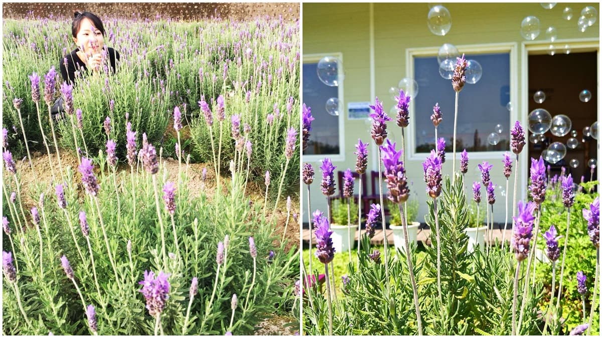 全台最大！2萬株「薰衣草花田」免費入園