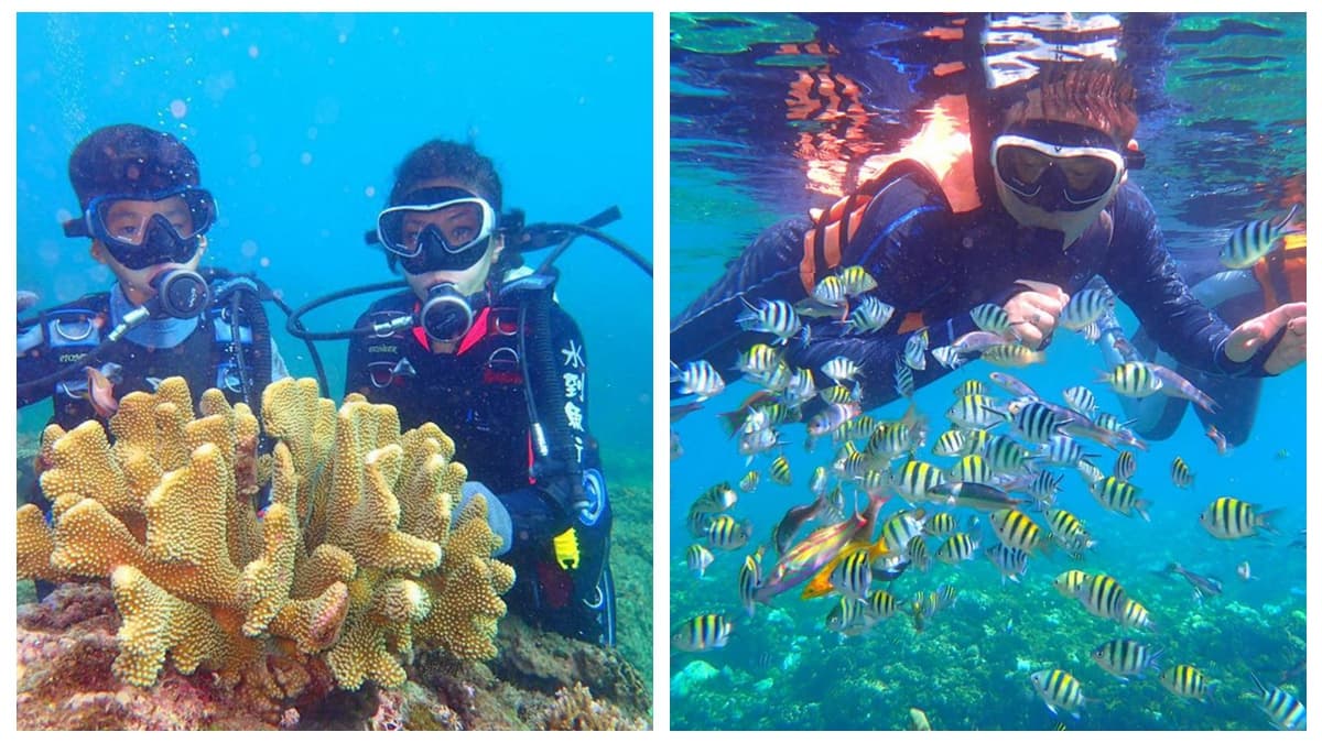 這秘境魚好多！台灣超美潛水勝地，親子共賞熱帶魚正夯