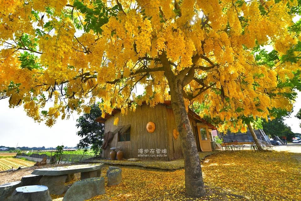 天啊颱風一吹就沒了！全台14個「黃金阿勃勒爆發景點」快搶拍