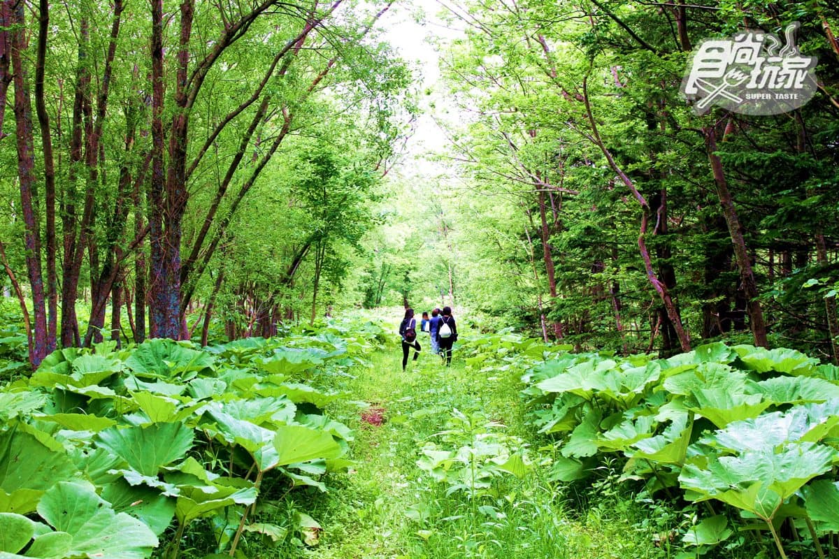 今夏首開放！這個「北海道度假村」好像歐洲森林樂園！→小編帶你看現場7大必玩亮點：超美森林酒吧、日本最大造浪池