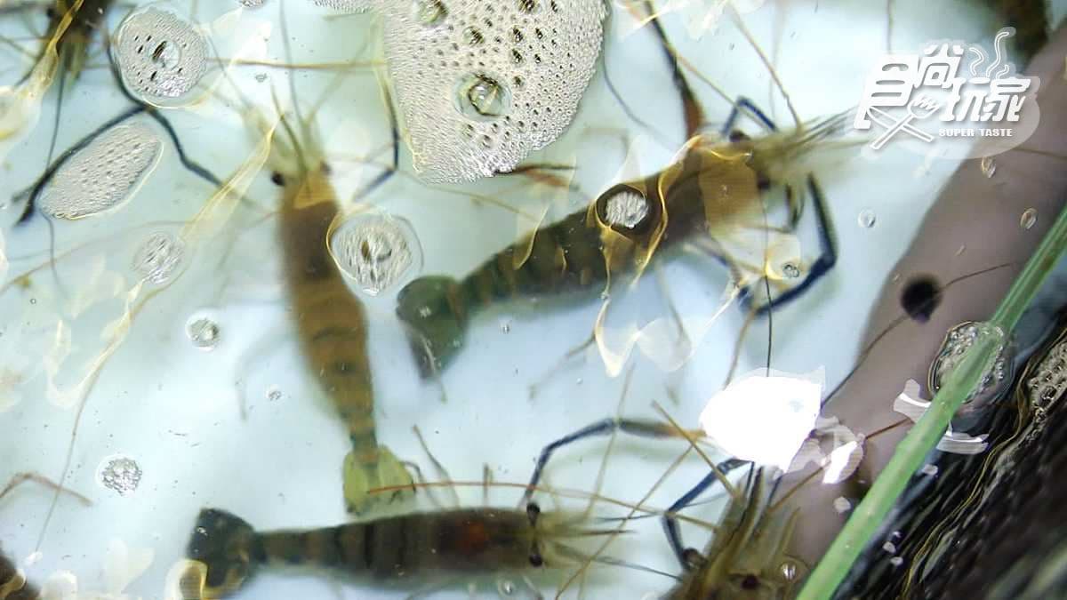 全台最高海拔「活蝦餐」 高山吃雞還能吃到生猛魚蝦料理 全台最高海拔「活蝦餐」 高山吃雞還能吃到生猛魚蝦料理