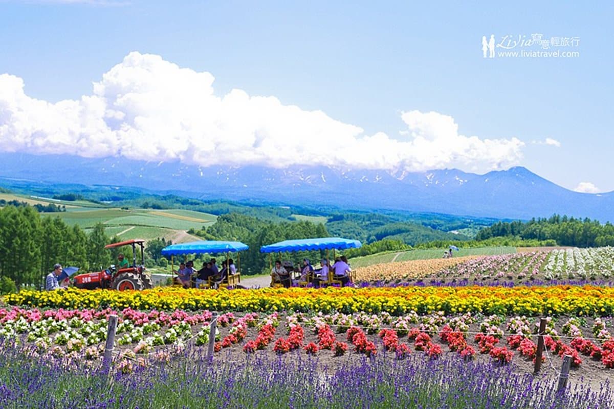 夏天玩北海道「彩虹花田」 最內行!這3處「無料景點」根本像仙境 夏天玩北海道「彩虹花田」 最內行!這3處「無料景點」根本像仙境