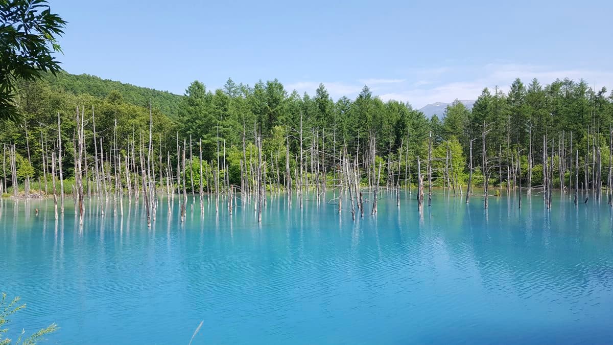 夏天玩北海道「彩虹花田」 最內行!這3處「無料景點」根本像仙境 夏天玩北海道「彩虹花田」 最內行!這3處「無料景點」根本像仙境