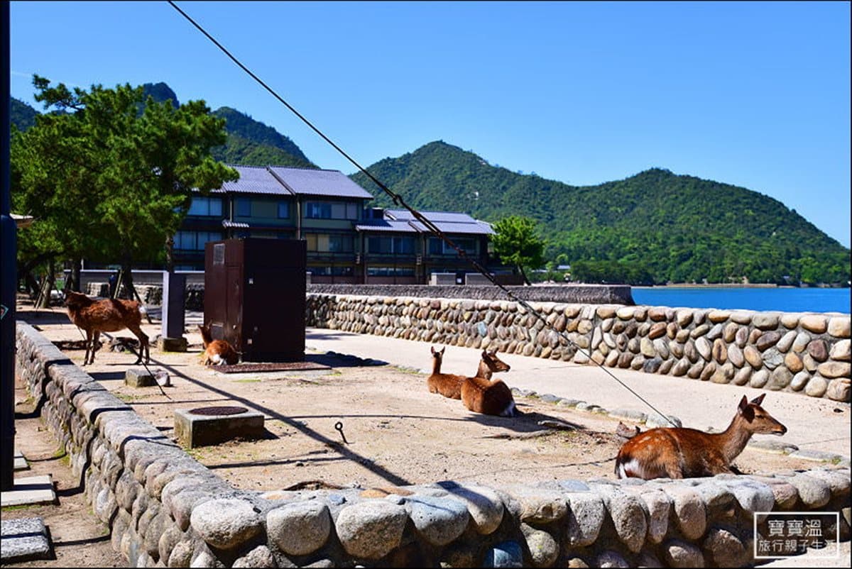 這間星巴克蓋在世界遺產旁！最美視角看「海上神社」→必買全球唯一「楓葉杯」