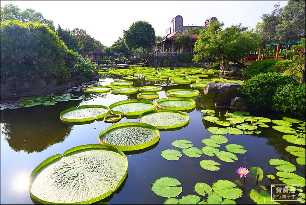 胖子不要怕,「水蓮漂浮法」讓你直接躺下去!8月看「大王蓮」美景正是時候 胖子不要怕,「水蓮漂浮法」讓你直接躺下去!8月看「大王蓮」美景正是時候