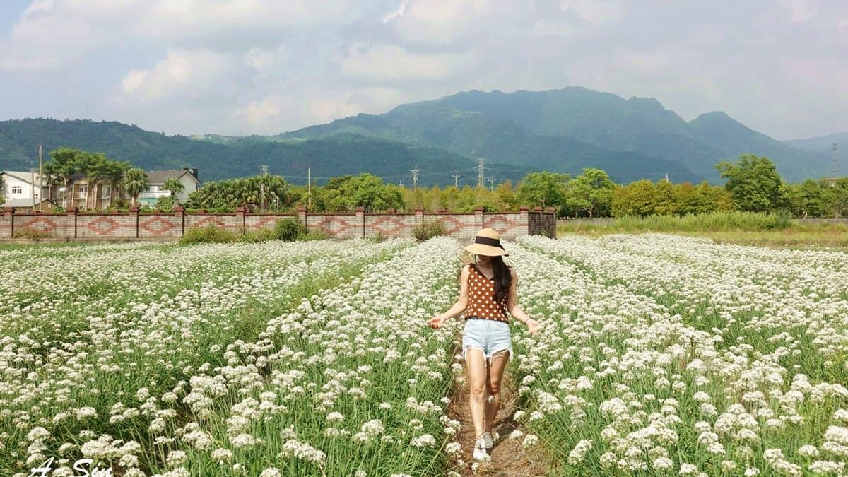 九月才有「宜蘭新秘境」！超美「白色韭菜花海」搶拍趁現在