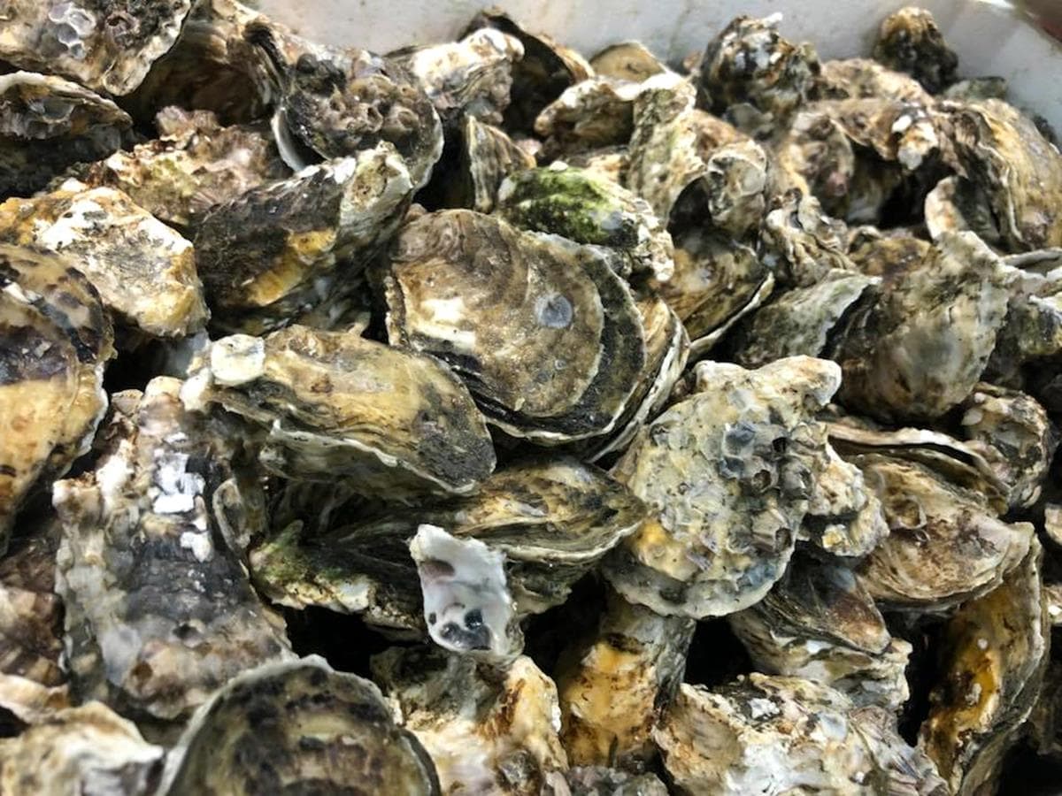 海鮮控暴動！烤生蠔「100元吃到飽」+新鮮尚青海產，佛心老闆不會心痛嗎！