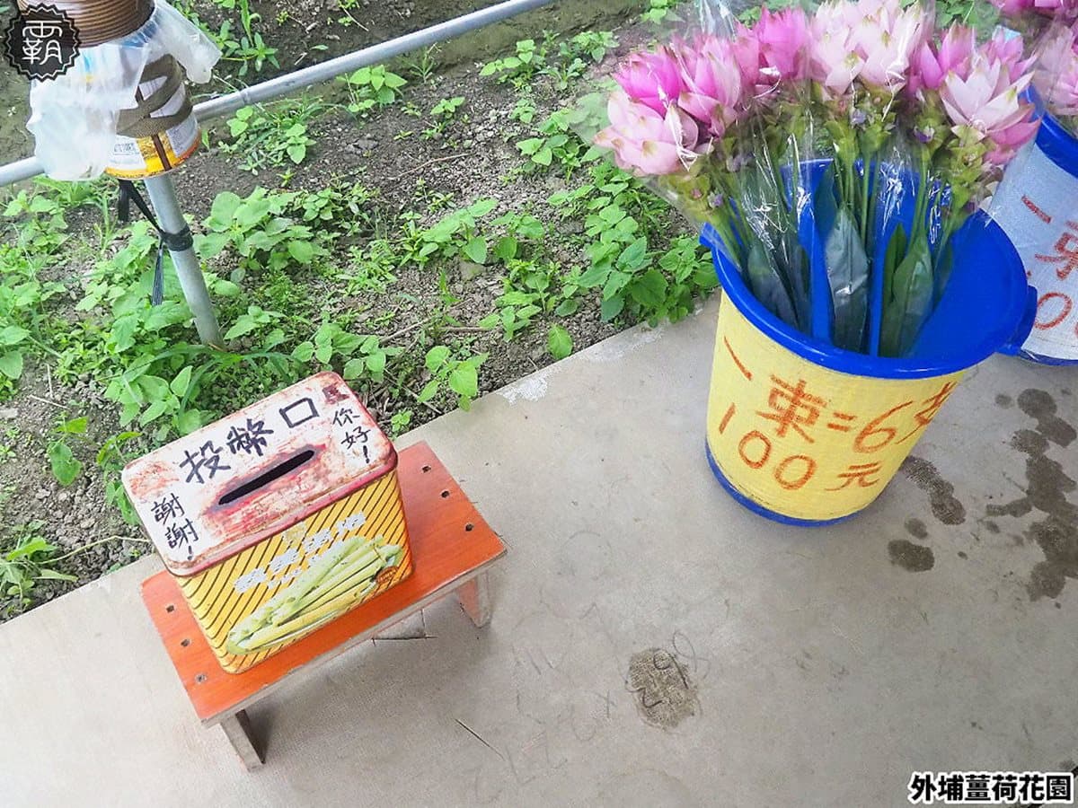 賞花最後一波！1萬5千株「薑荷花」粉嫩花海，免費入場拍美照