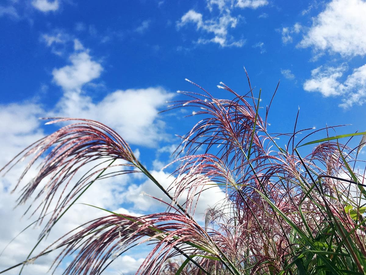 秋季限定花海！一球球超萌「粉紅波波草」最新夢幻打卡點筆記！