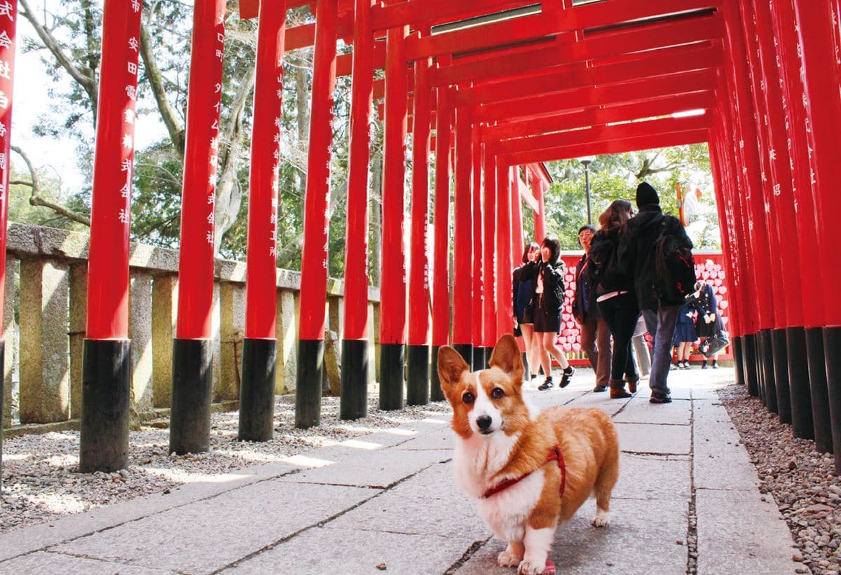 1人1犬祕遊日本!「犬山祭」看3層花車遊街,神社買犬用御守 1人1犬祕遊日本!「犬山祭」看3層花車遊街,神社買犬用御守