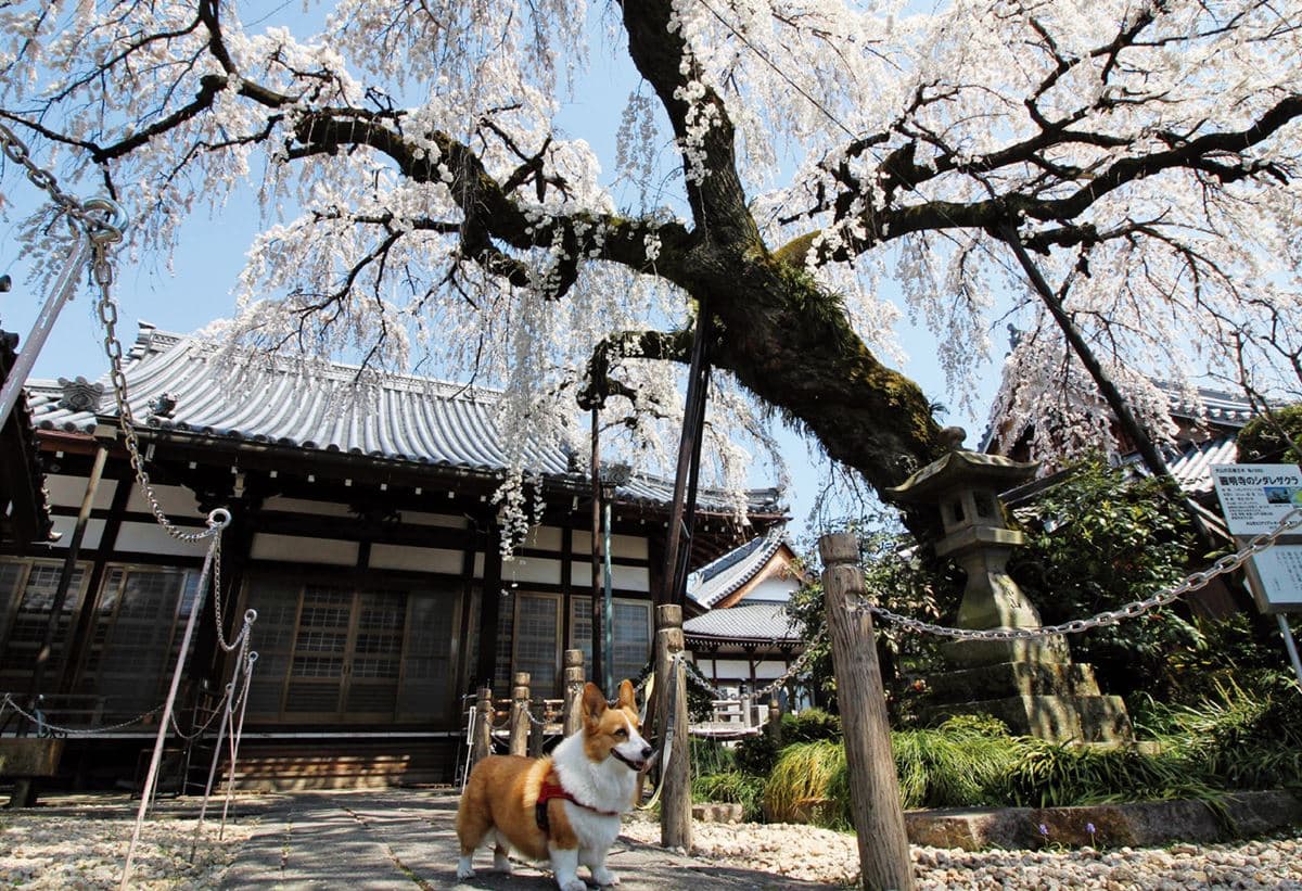 1人1犬祕遊日本!「犬山祭」看3層花車遊街,神社買犬用御守 1人1犬祕遊日本!「犬山祭」看3層花車遊街,神社買犬用御守