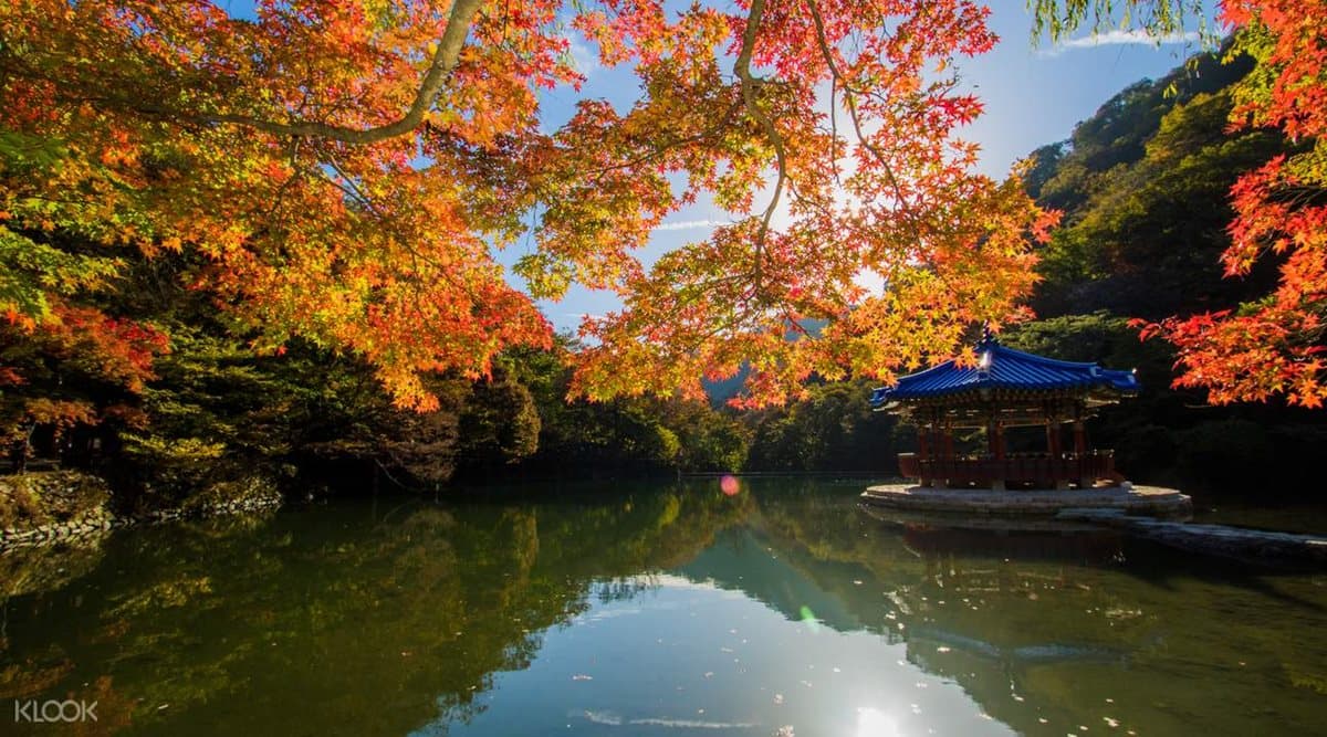 該訂機票了！台灣人最愛日韓「5大最佳賞楓點」，奈良看紅葉邊拍小鹿斑比