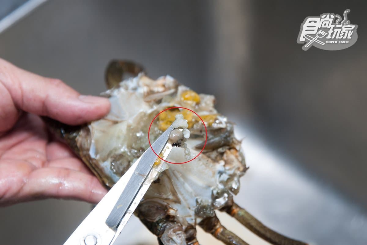 秋蟹正肥美！怎麼挑？不能和柿子一起吃？你一定要知道的7個螃蟹冷知識