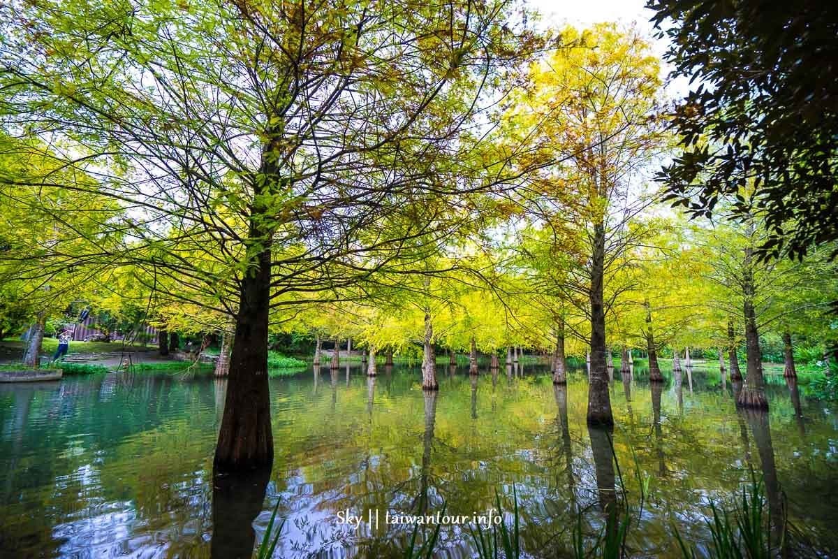 太像仙境了！夢幻「水中落羽松」祕境   散步超浪漫