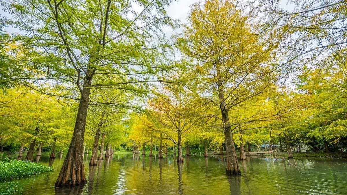 太像仙境了！夢幻「水中落羽松」祕境   散步超浪漫